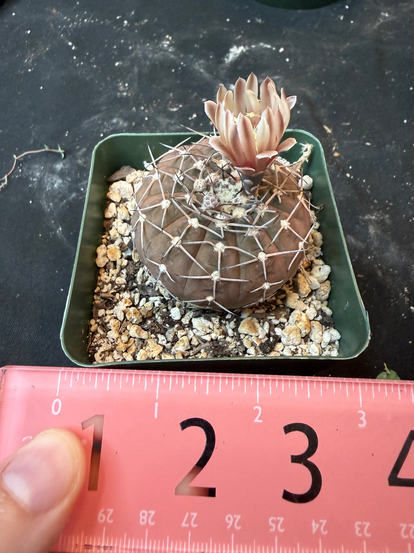 Gymnocalycium asterium 850 rare