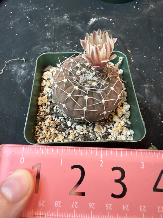 Gymnocalycium asterium 850 rare