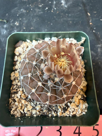 Gymnocalycium asterium 850 rare