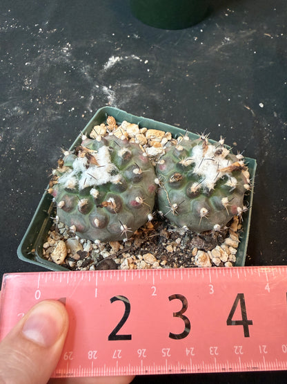Turbinicarpus lophophoroides two headed plant large 445