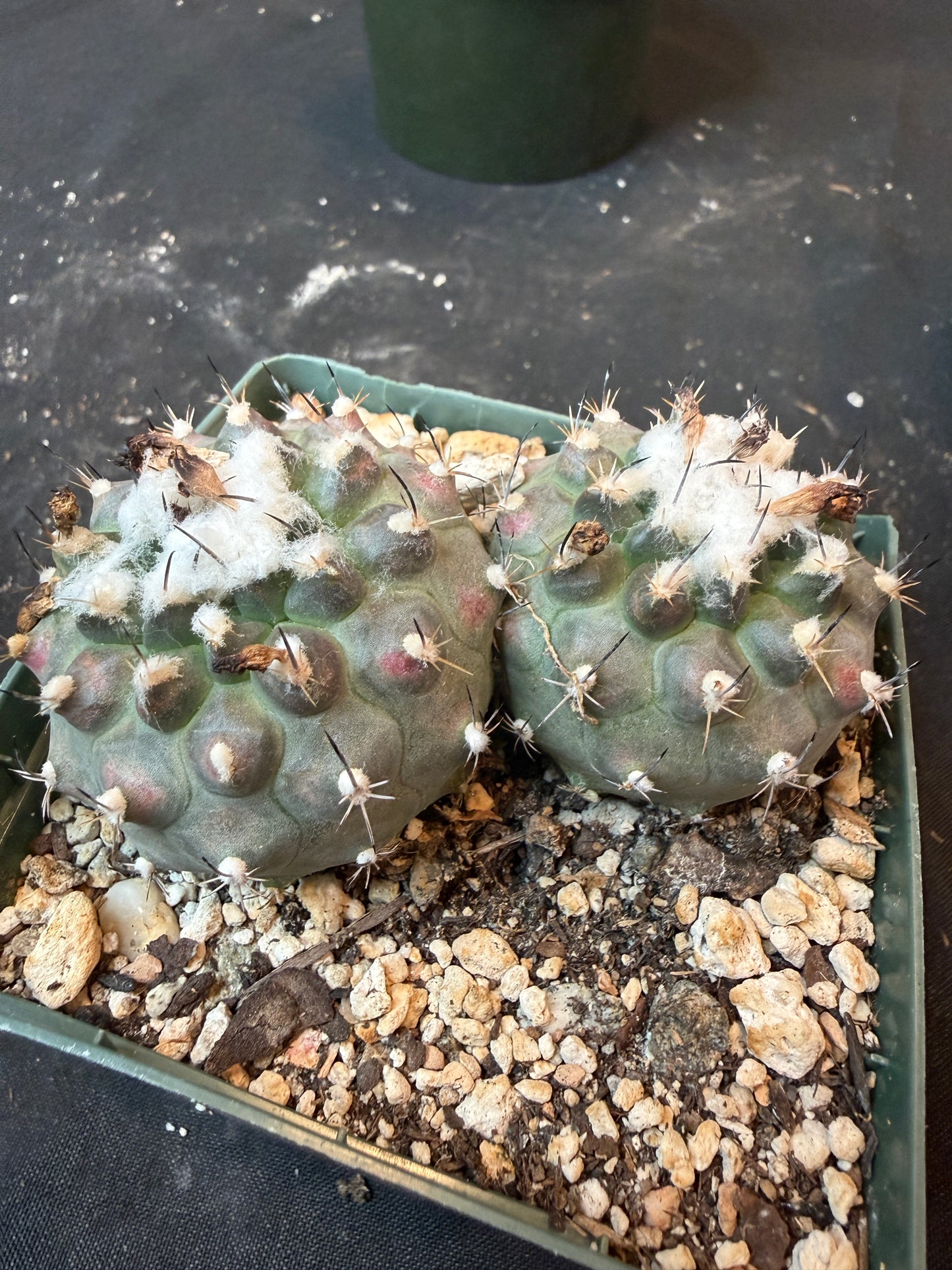 Turbinicarpus lophophoroides two headed plant large 445