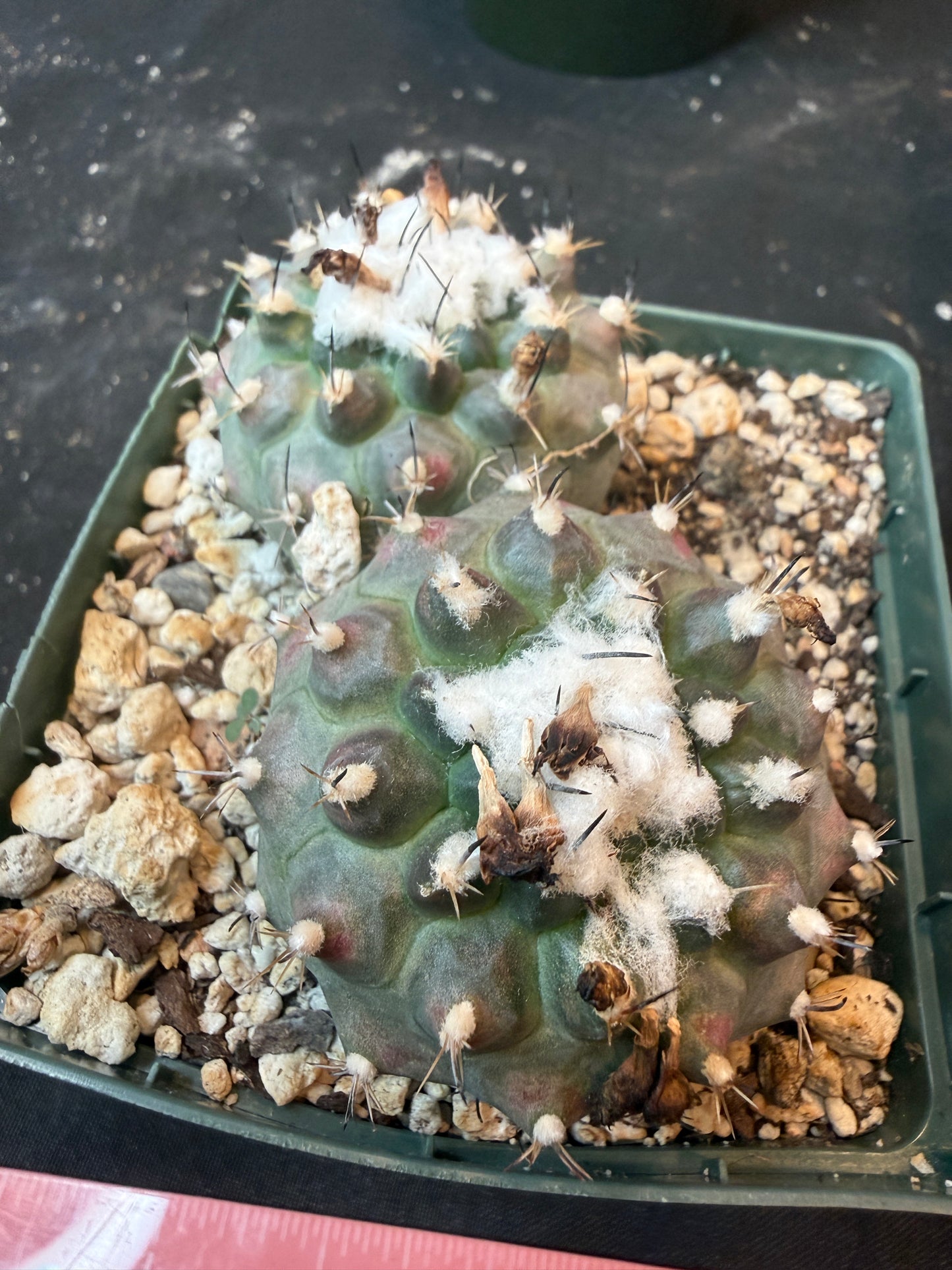 Turbinicarpus lophophoroides two headed plant large 445