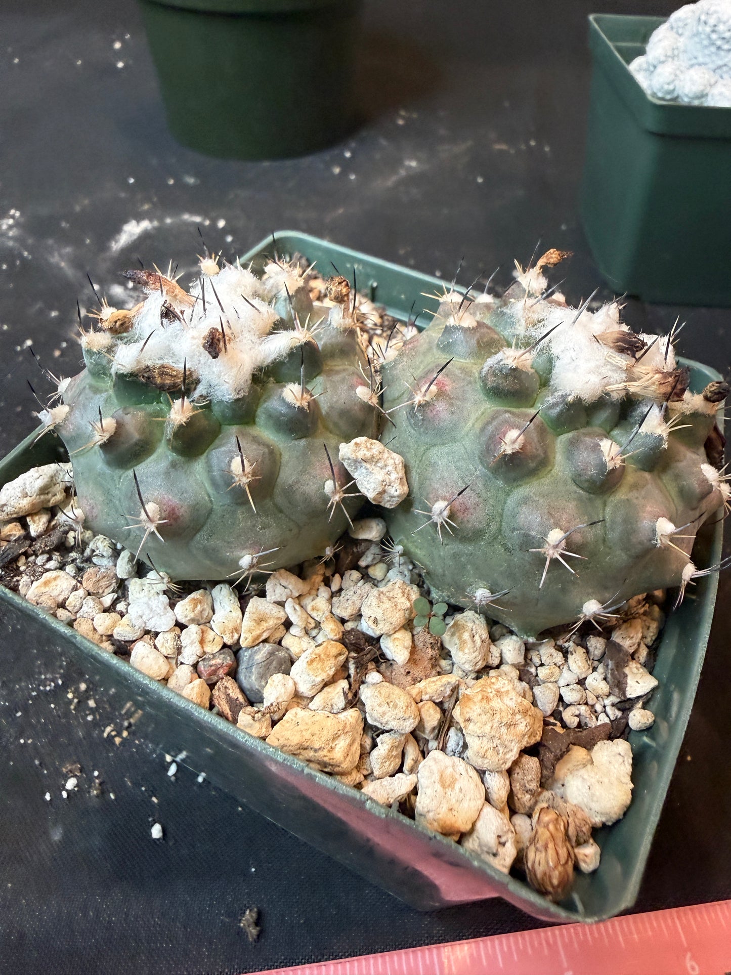 Turbinicarpus lophophoroides two headed plant large 445