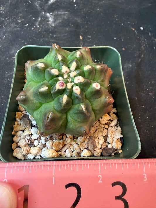 Gymnocalycium transformer 449