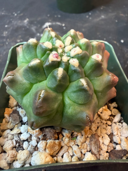 Gymnocalycium transformer 449