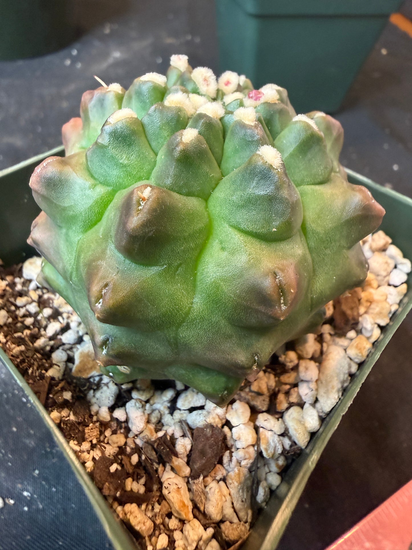 Gymnocalycium transformer 449