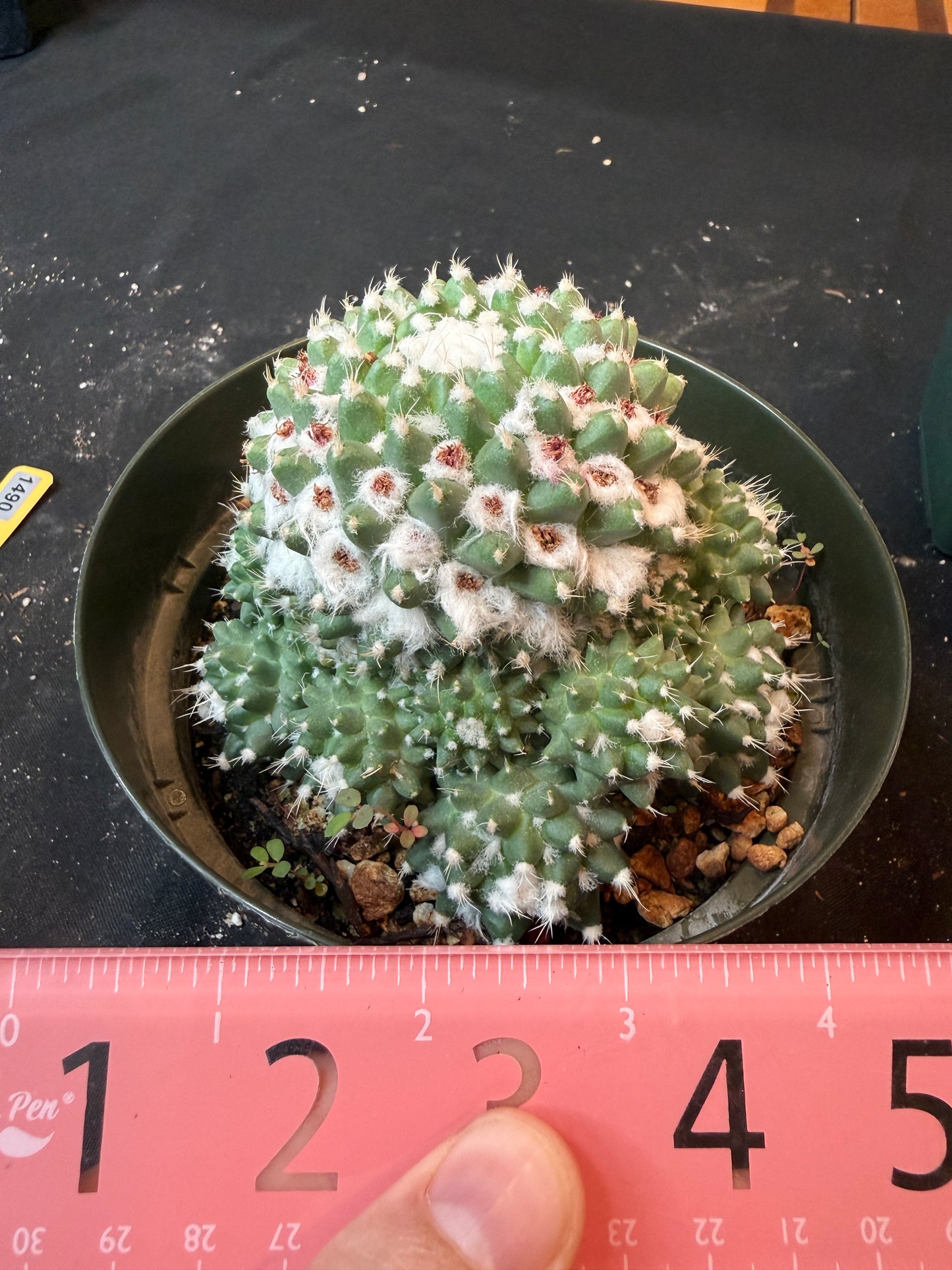 Mammillaria erusamu large many pups 1490