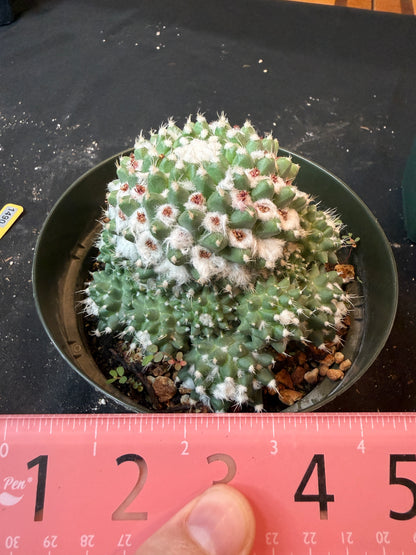 Mammillaria erusamu large many pups 1490