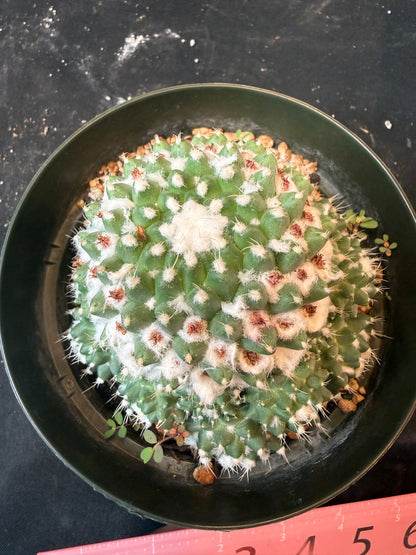 Mammillaria erusamu large many pups 1490