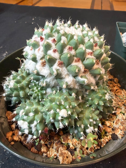 Mammillaria erusamu large many pups 1490