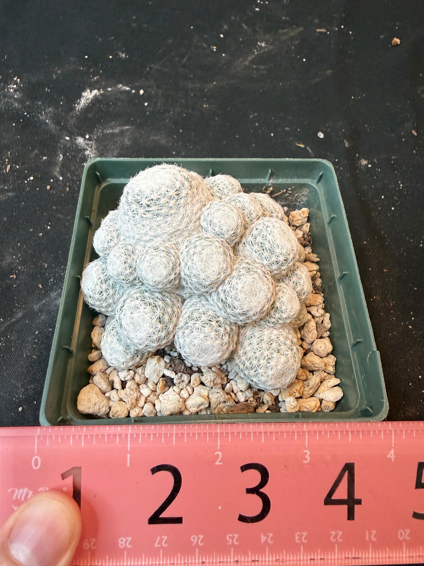 Mammillaria humboldtii 4 inch 456