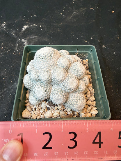 Mammillaria humboldtii 4 inch 456