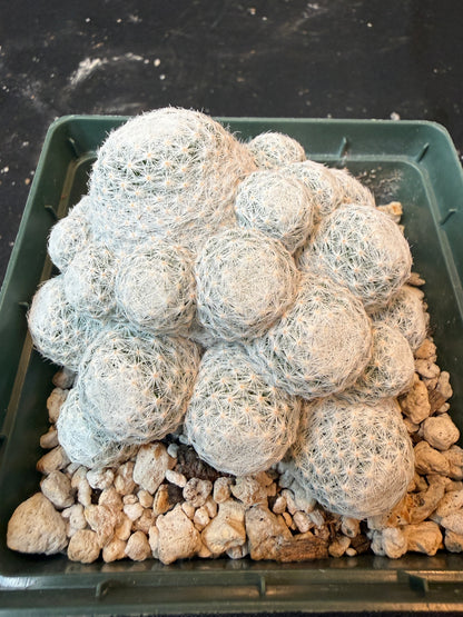Mammillaria humboldtii 4 inch 456