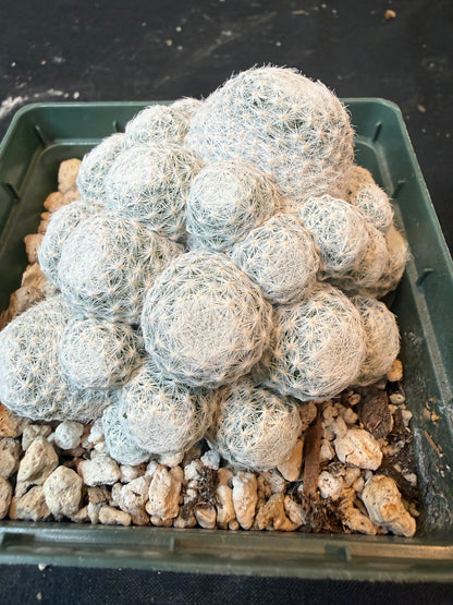 Mammillaria humboldtii 4 inch 456