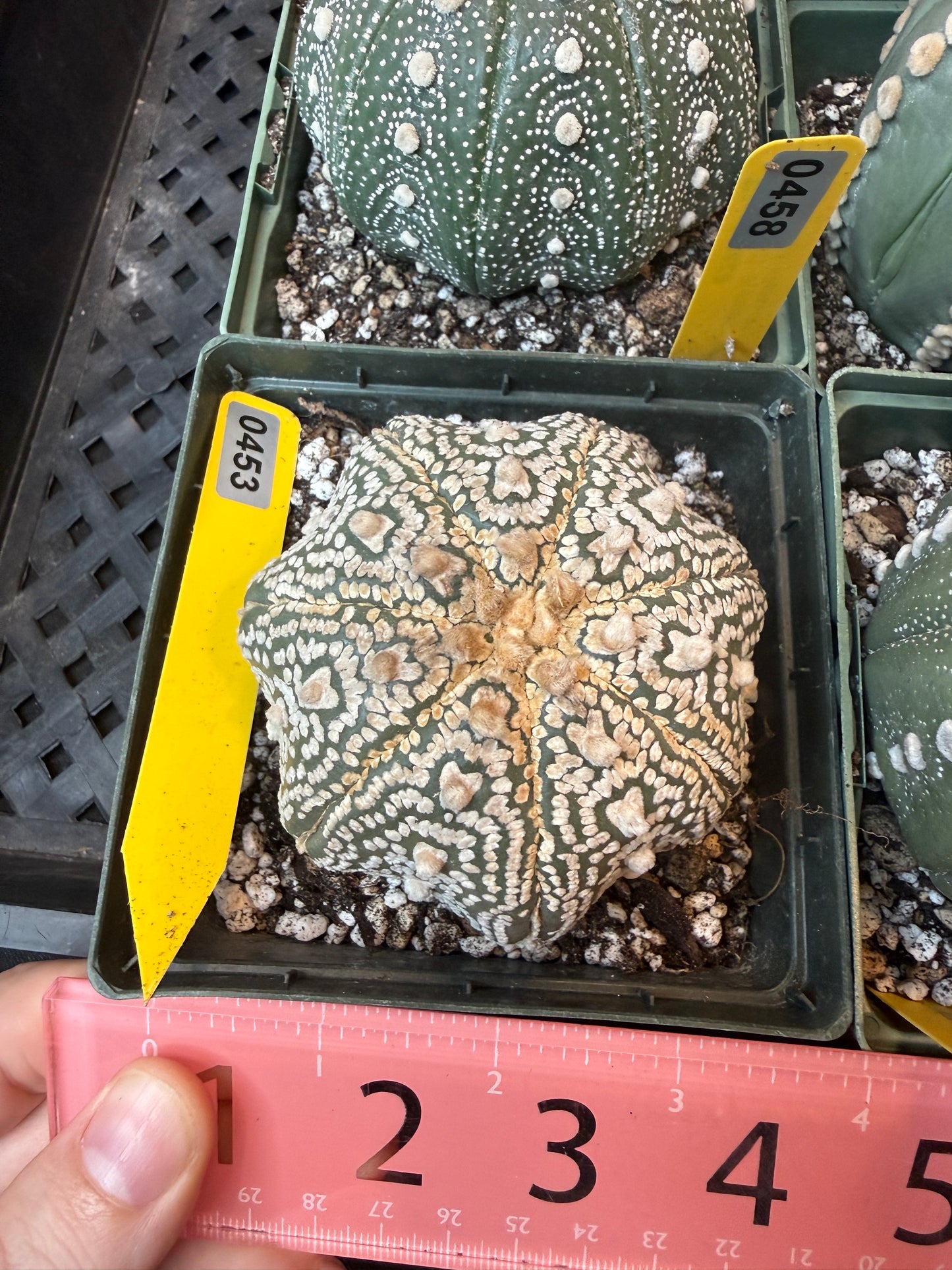 Astrophytum asterias large 453