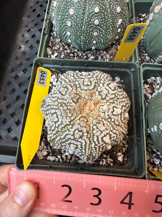 Astrophytum asterias large 453