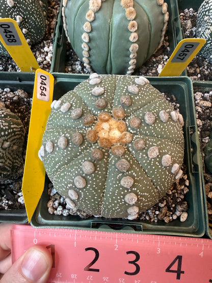 Astrophytum asterias large 454