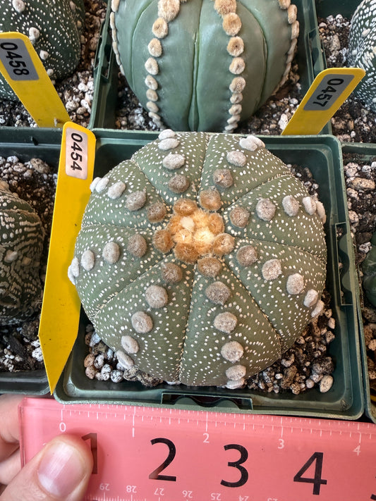 Astrophytum asterias large 454