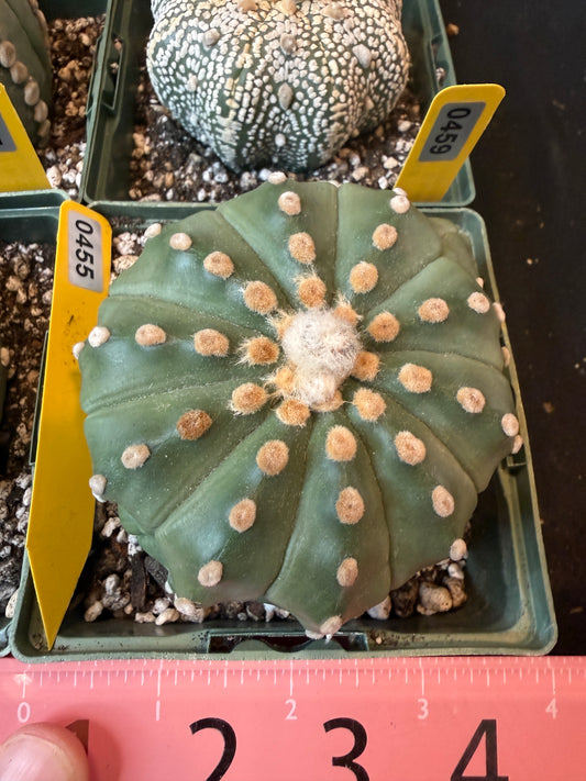Astrophytum asterias large 455