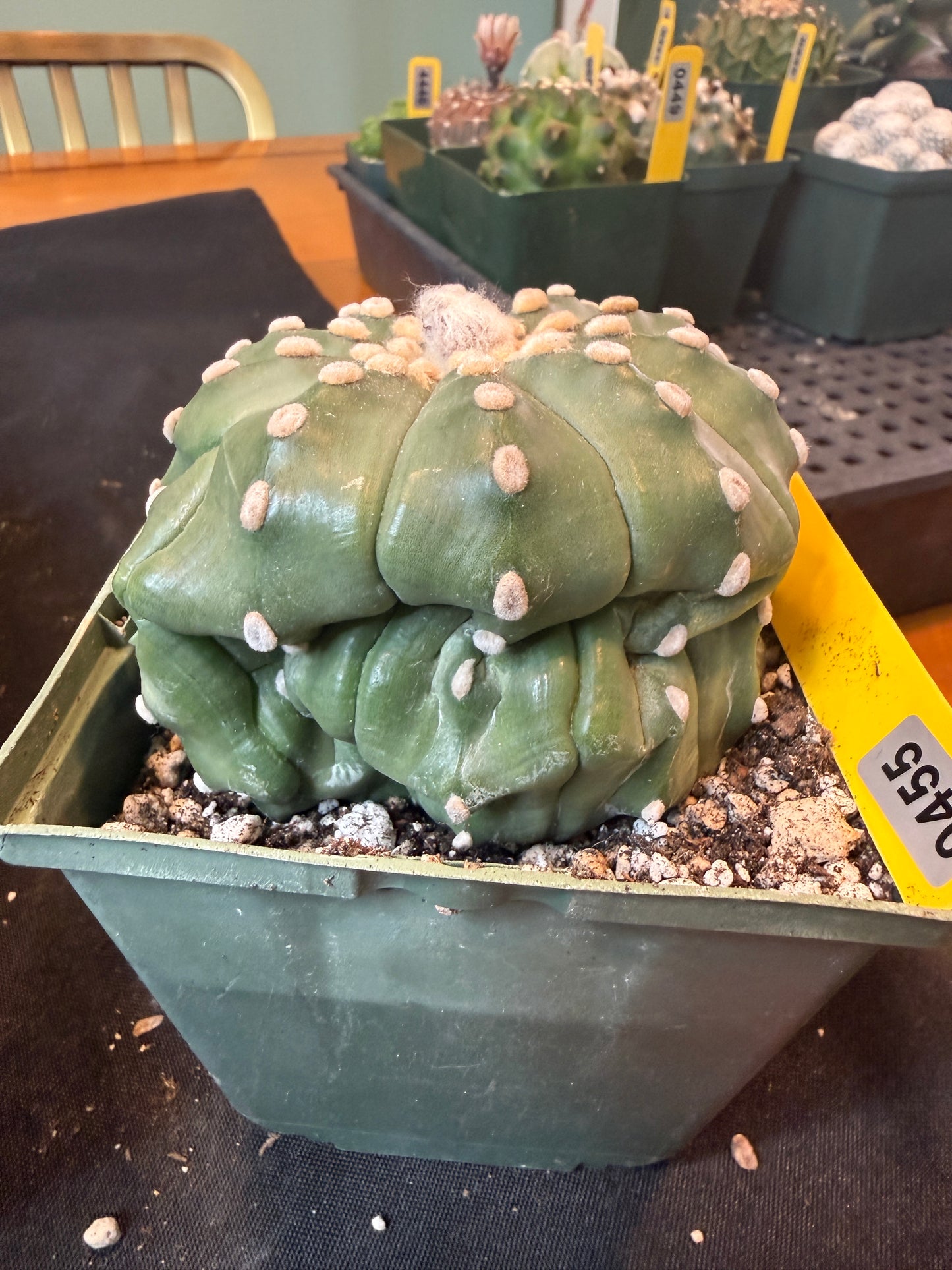 Astrophytum asterias large 455
