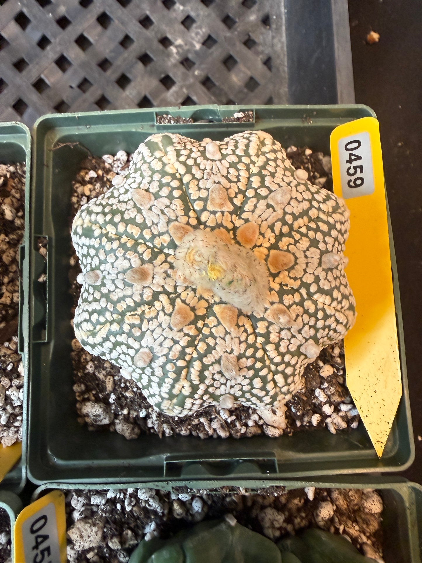 Astrophytum super kabuto large 459