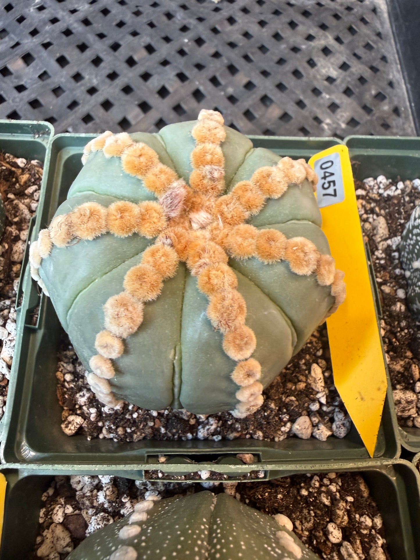 Astrophytum asterias large 457