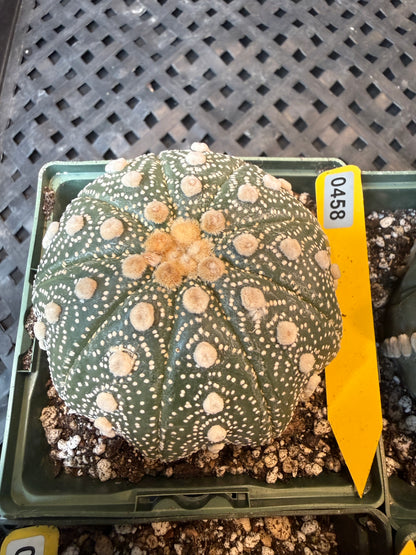 Astrophytum asterias large 458