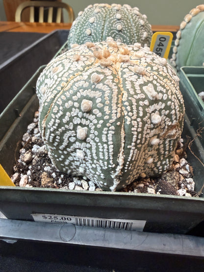 Astrophytum asterias large 453