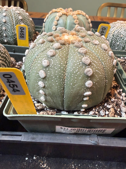 Astrophytum asterias large 454