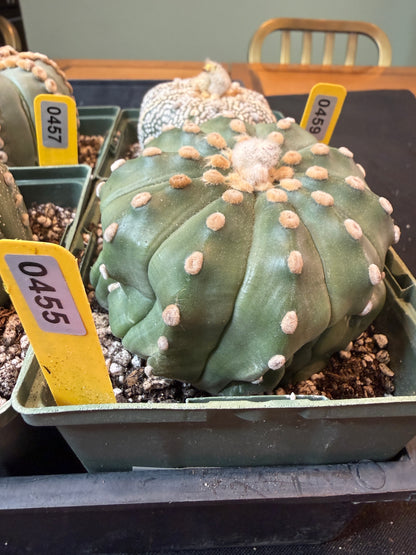 Astrophytum asterias large 455