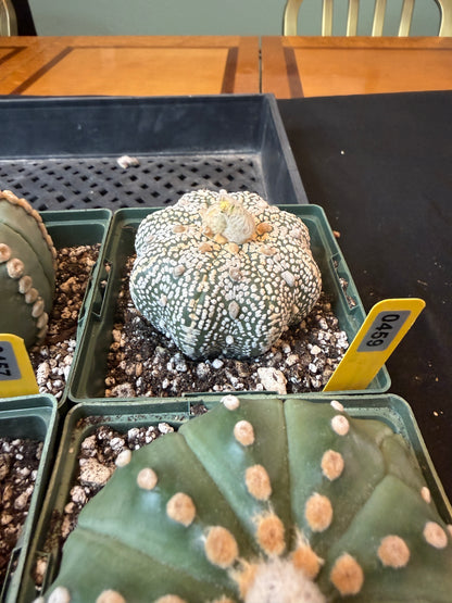 Astrophytum super kabuto large 459