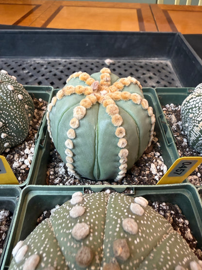 Astrophytum asterias large 457