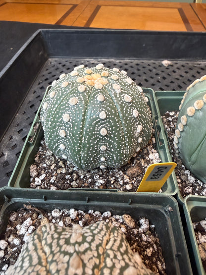Astrophytum asterias large 458