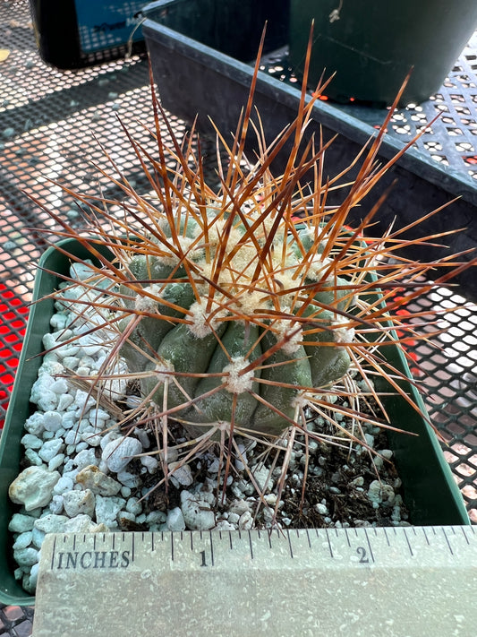 Copiapoa coquimbana cactus #1