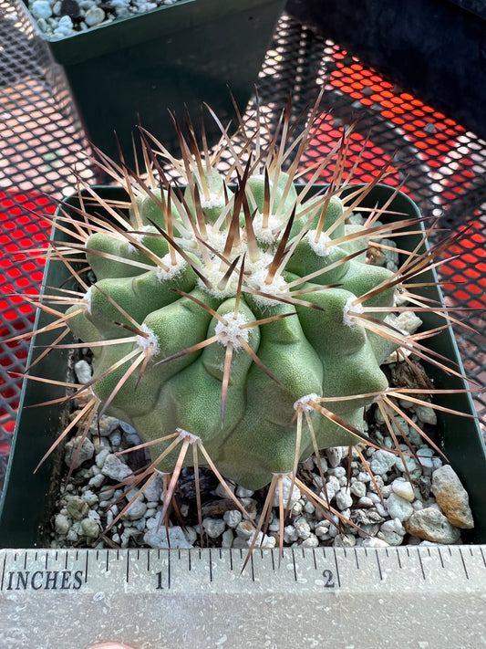 Copiapoa cinerea cactus in 3.25 inch pot #1