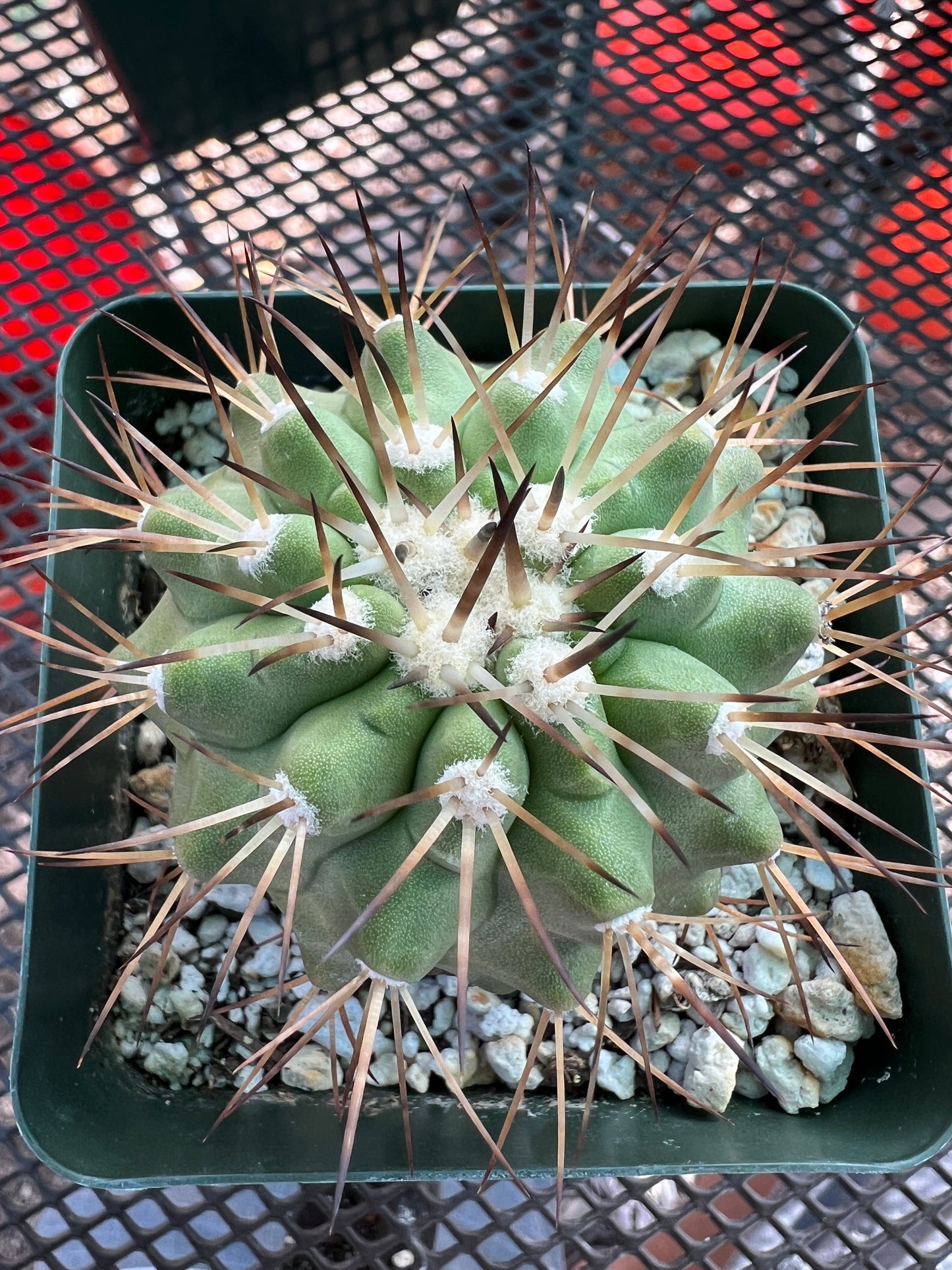 Copiapoa cinerea cactus in 3.25 inch pot #1