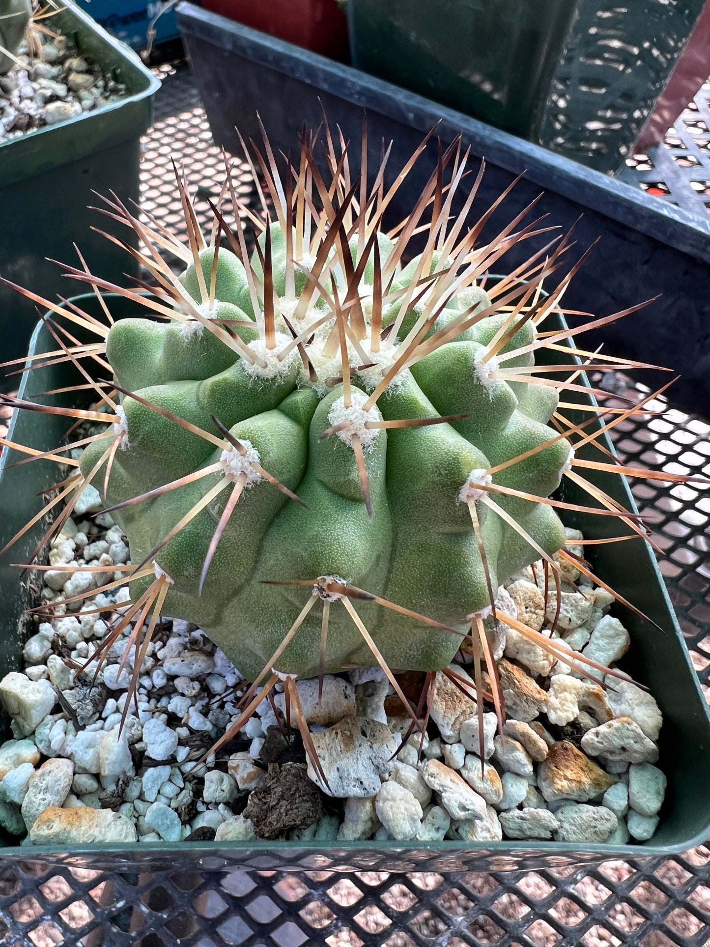 Copiapoa cinerea cactus in 3.25 inch pot #1