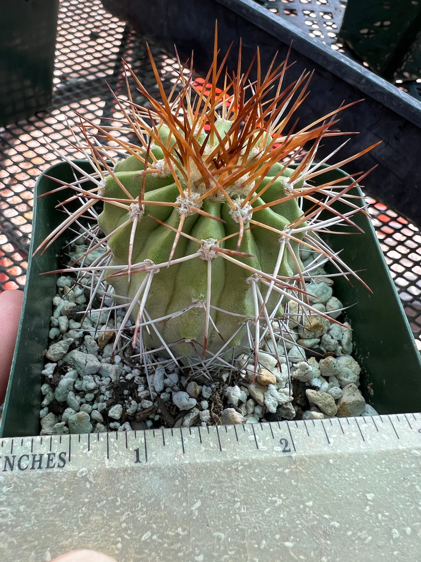 Copiapoa ahremephiana very rare cactus