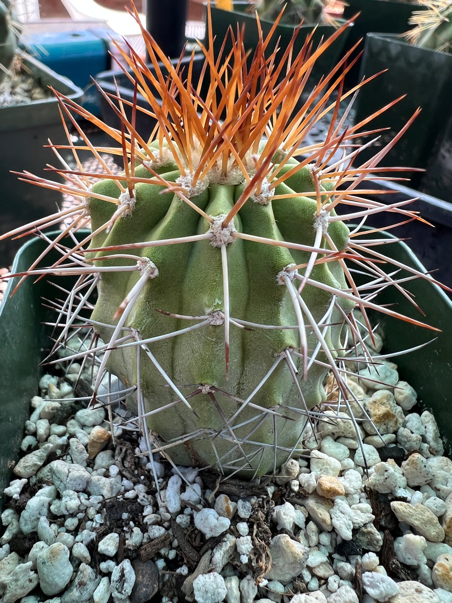 Copiapoa ahremephiana very rare cactus