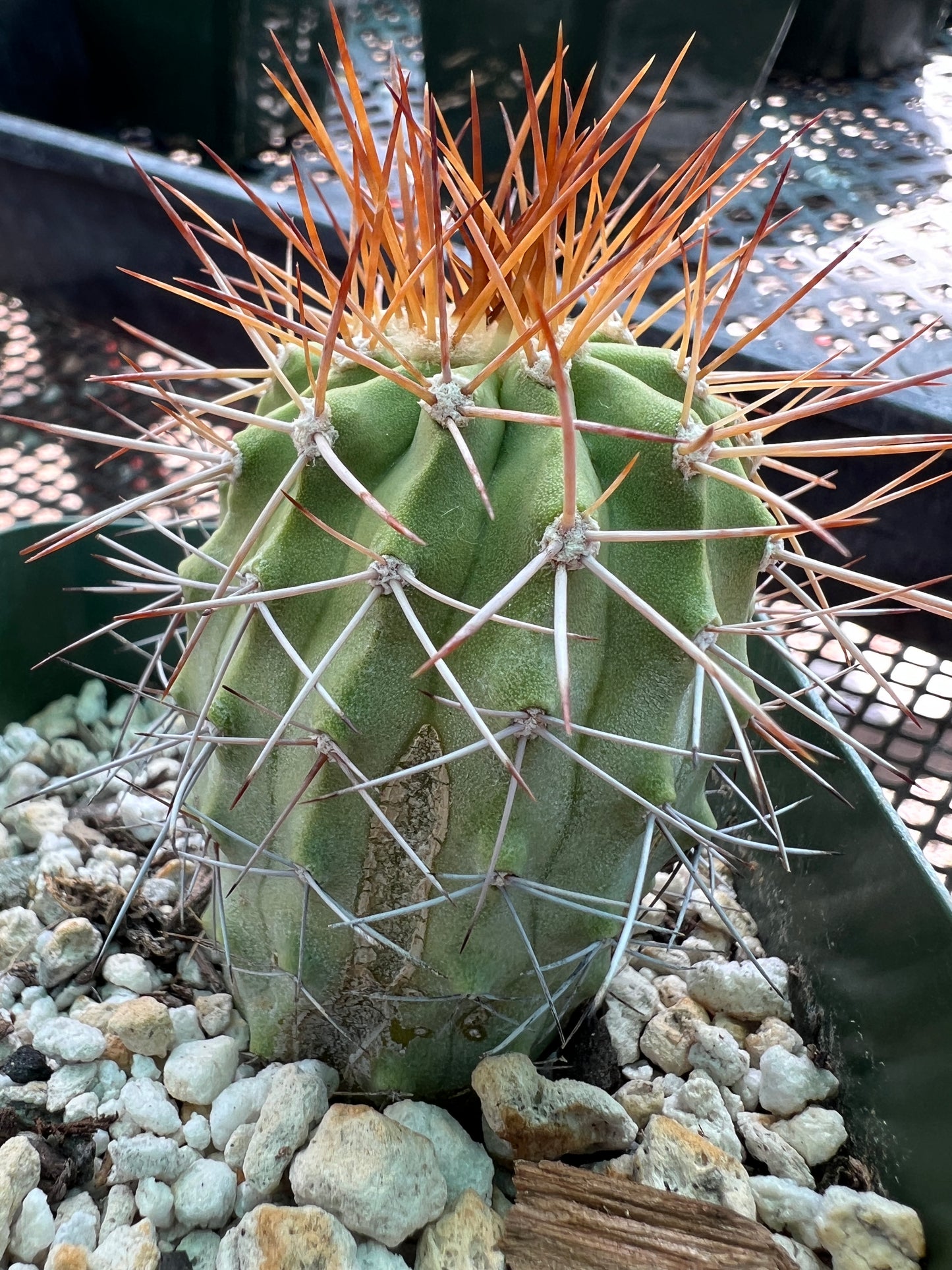 Copiapoa ahremephiana very rare cactus