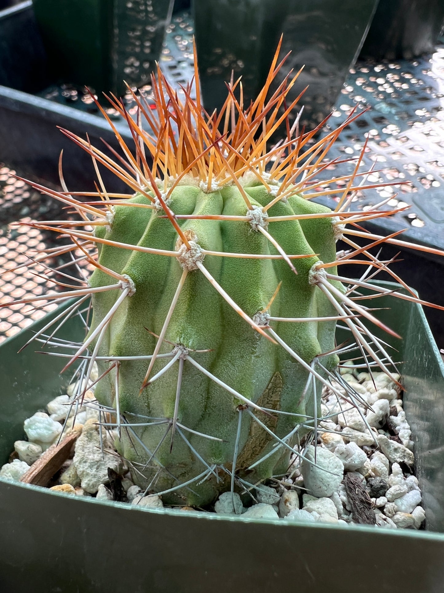 Copiapoa ahremephiana very rare cactus