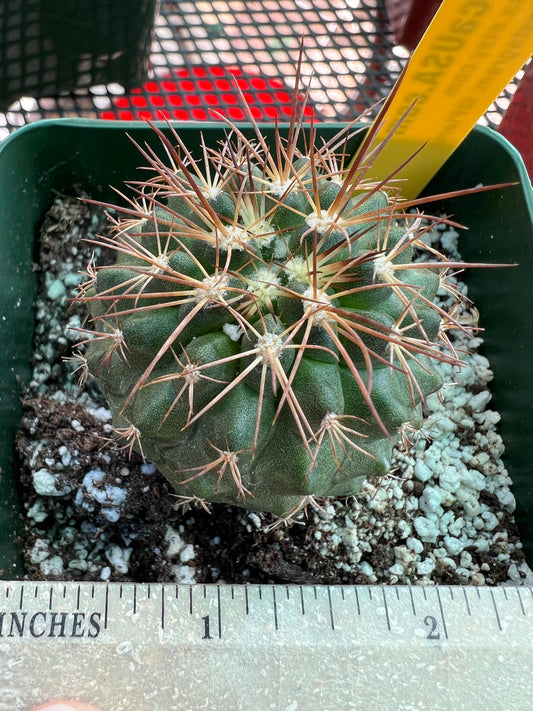 Copiapoa rupestris cactus #1