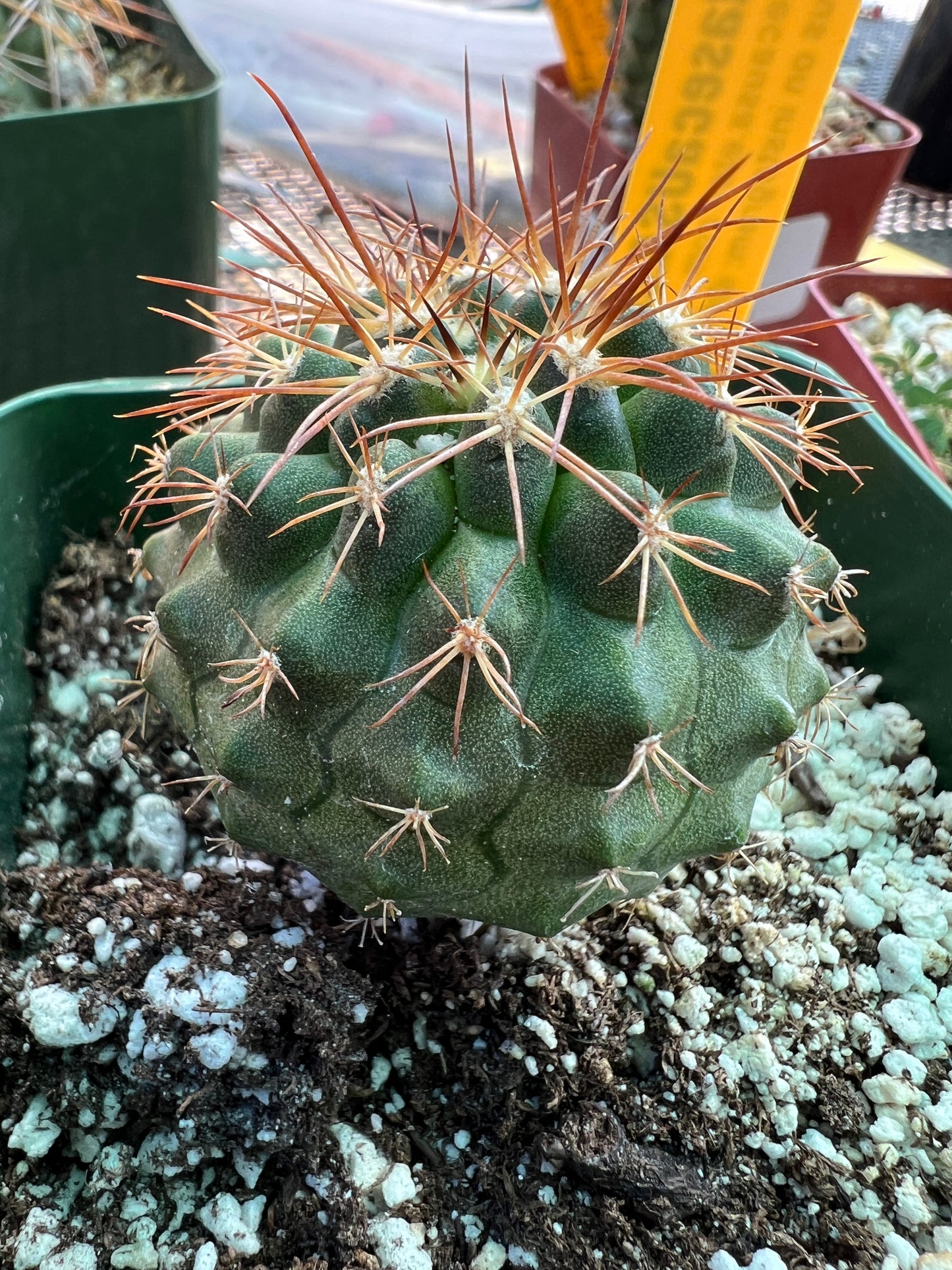 Copiapoa rupestris cactus #1