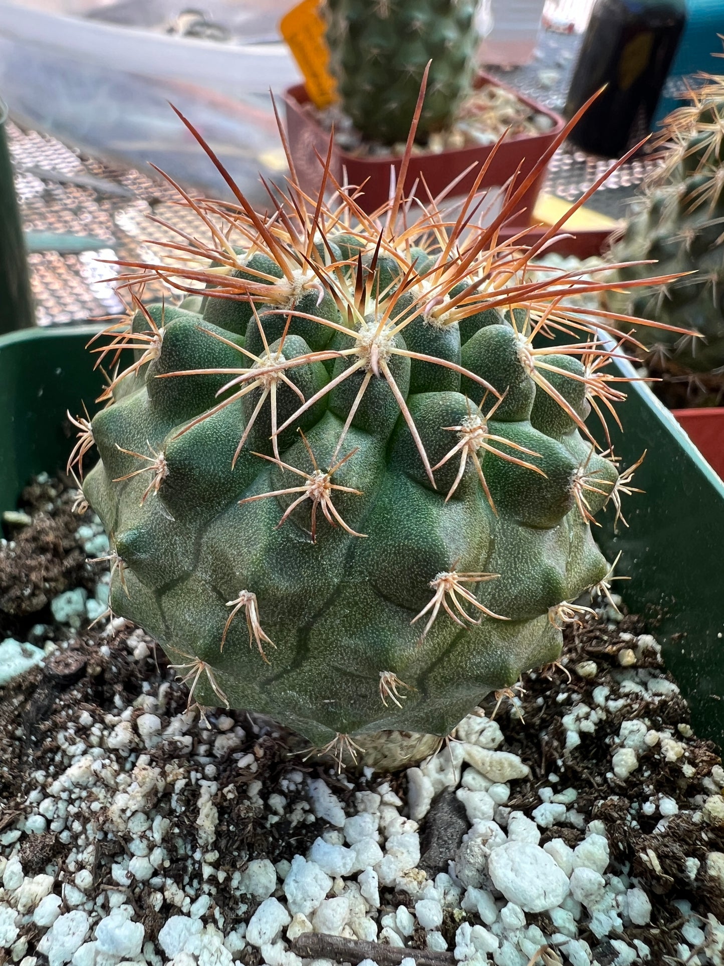 Copiapoa rupestris cactus #1