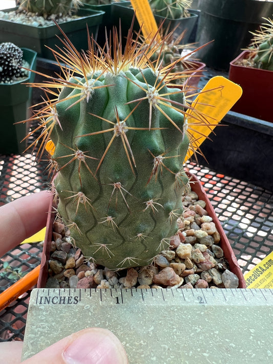 Copiapoa rupestris cactus #2