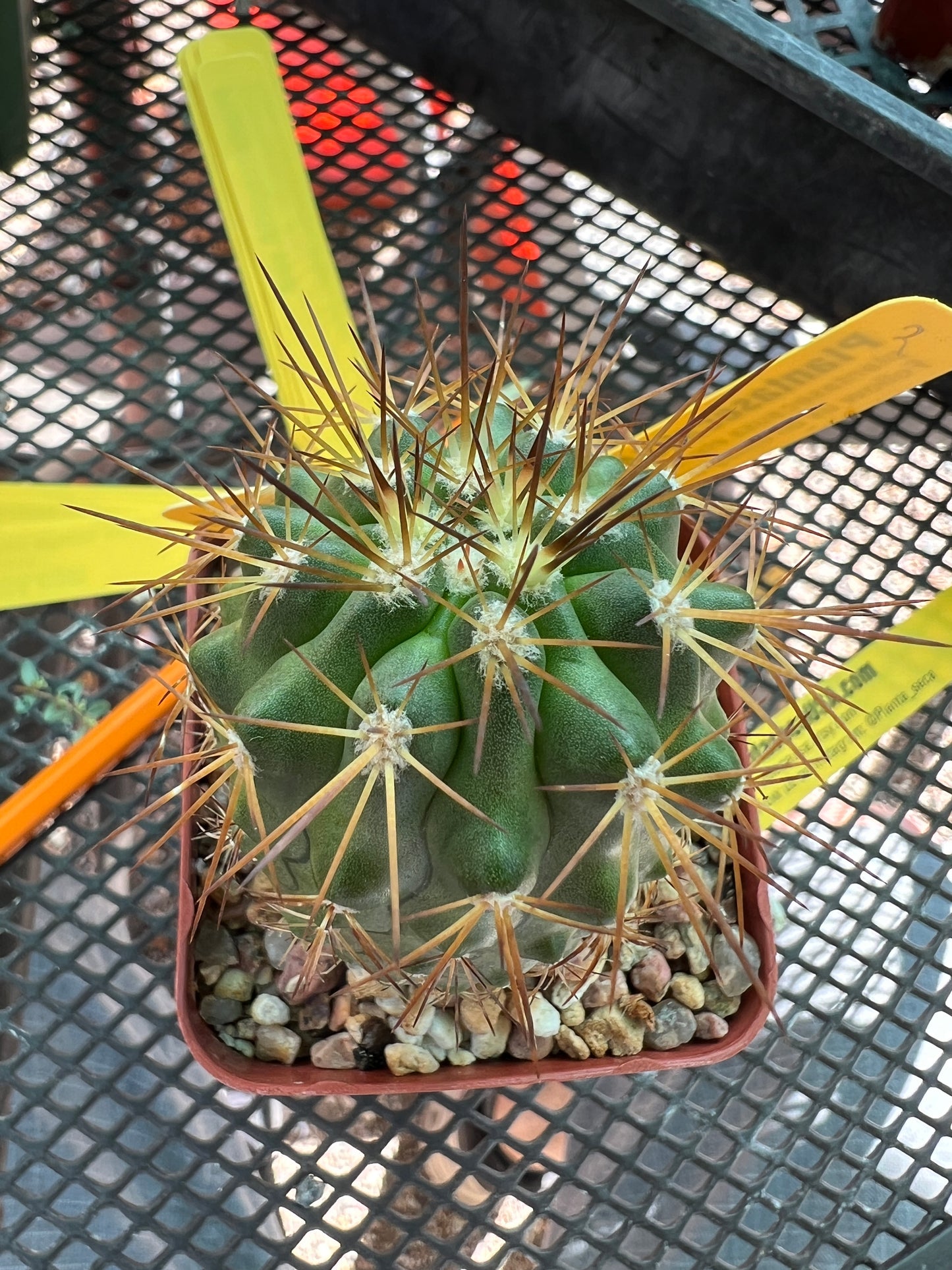 Copiapoa rupestris cactus #2