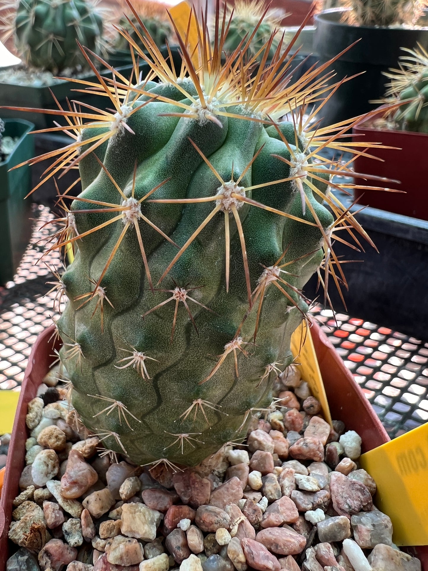 Copiapoa rupestris cactus #2