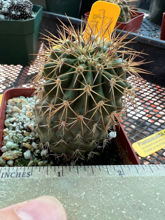 Copiapoa rupestris cactus #3