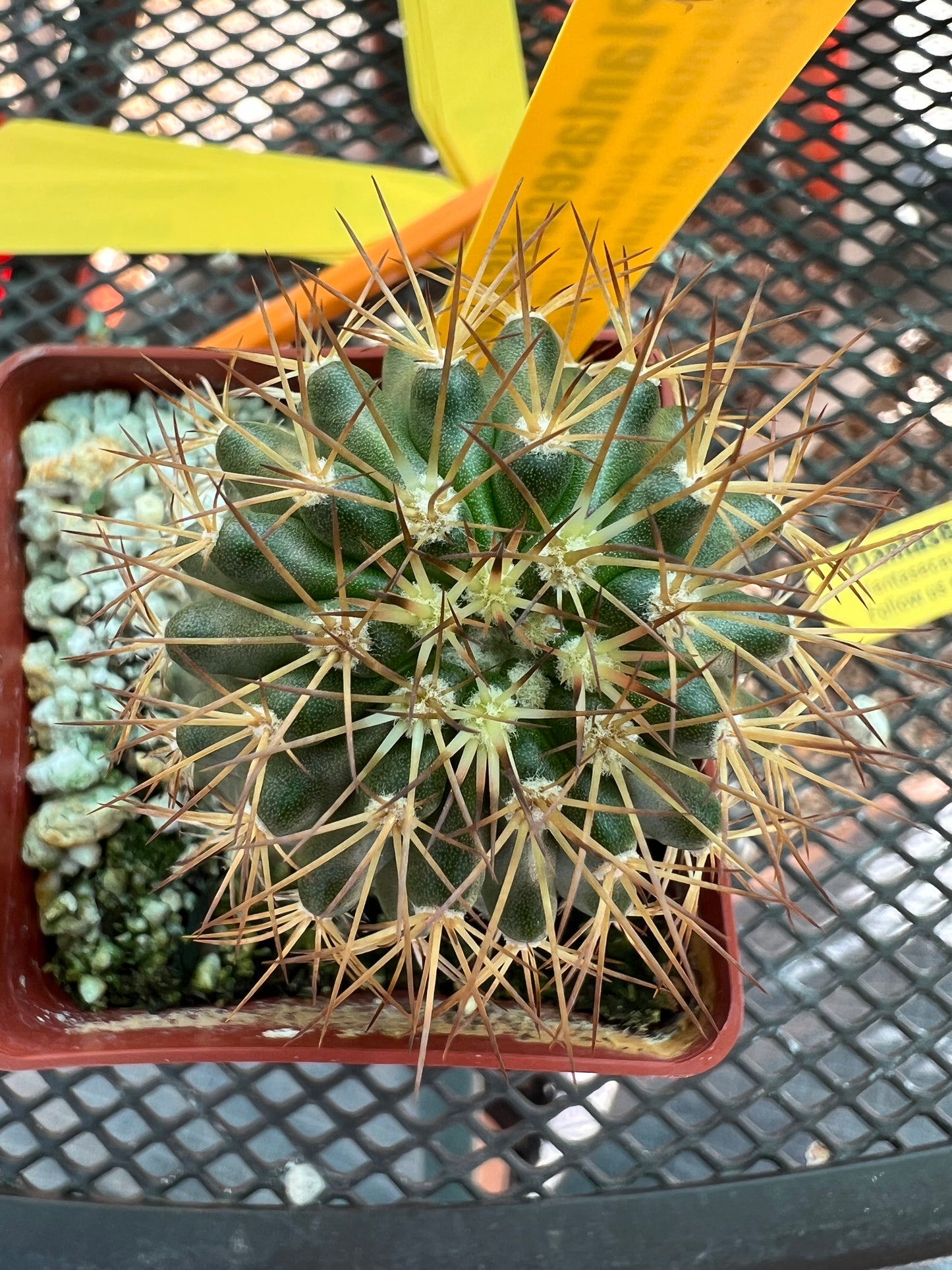 Copiapoa rupestris cactus #3