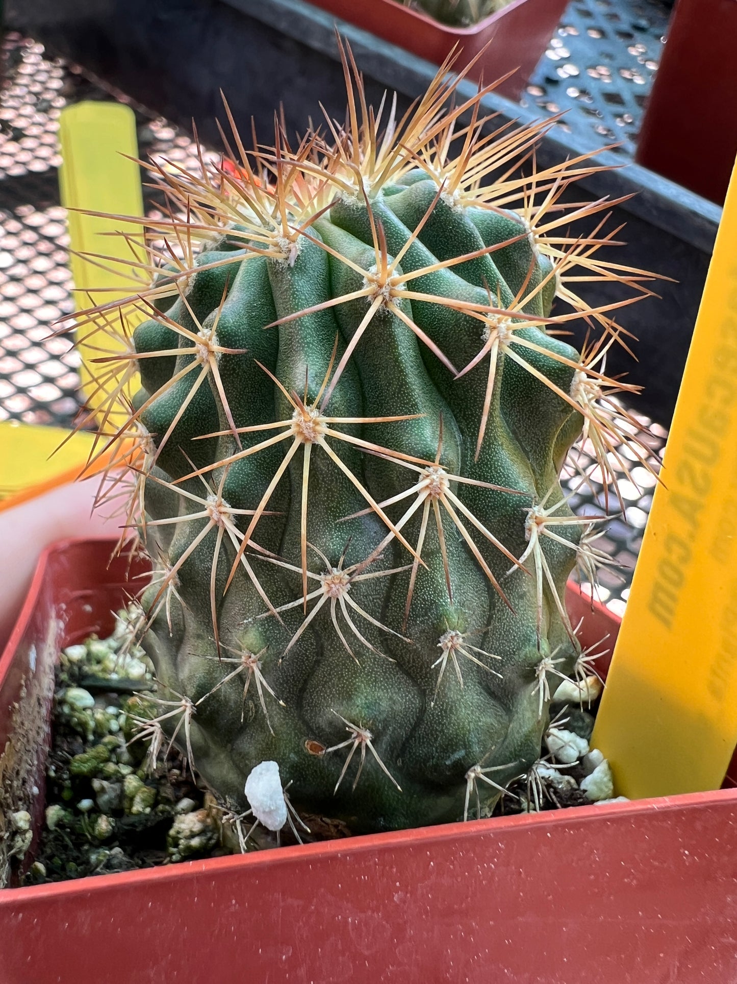 Copiapoa rupestris cactus #3